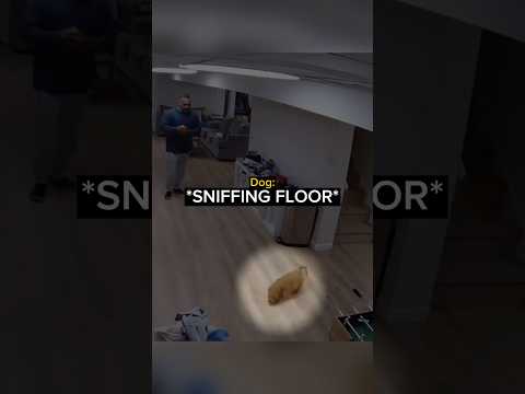 When a Dog Sends His Owner Into a Panic… thumbnail