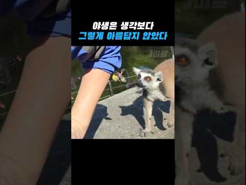 야생에서 감동은 그저 사치였다 thumbnail