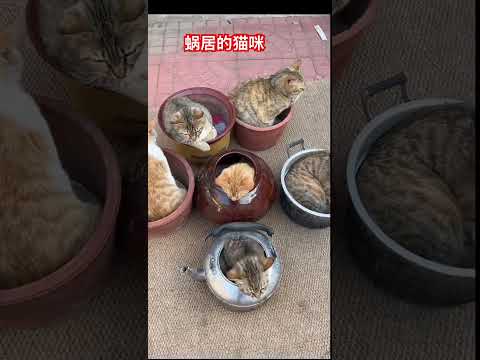 蜗居的猫咪 #cat #喵哥是萌新 #貓咪日常 thumbnail