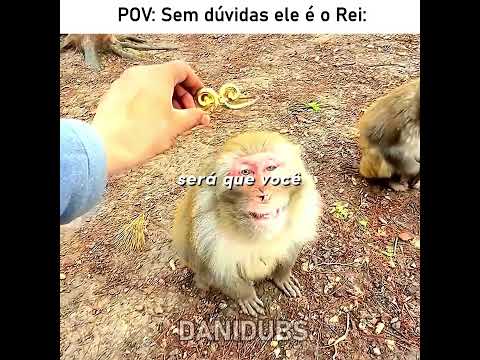 Sem dúvidas ele é o melhor para ser rei 🥶 #edit #humor #memes #fyp #animals thumbnail