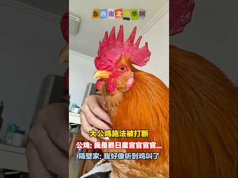 大公鸡：我要回农村，城里住不惯！ thumbnail