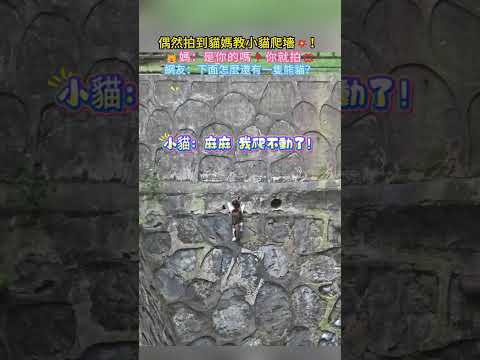 偶然拍到貓媽教小貓爬墻💥❗🐱媽：是你的嗎❓你就拍💢 網友：下面怎麼還有一隻熊貓🤣 #cat #cute #shorts #healing #cutecat thumbnail