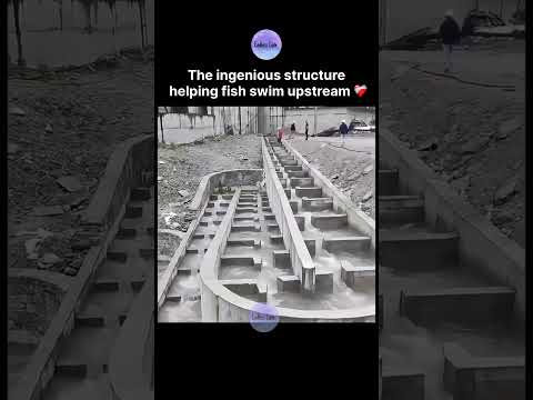The ingenious structure helping fish swim upstream ❤️‍🩹 thumbnail