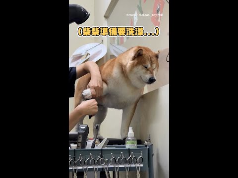【放過我吧】柴柴不愛剪指甲　全程閉眼不忍直視XD #Shorts thumbnail