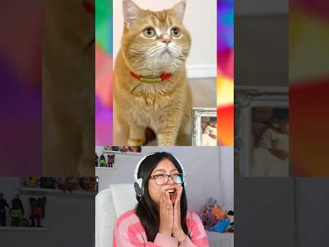 GATITO RESCATA GLOBO DE SU MEJOR AMIGO @mokomaru_10 #curiosidades #humor thumbnail
