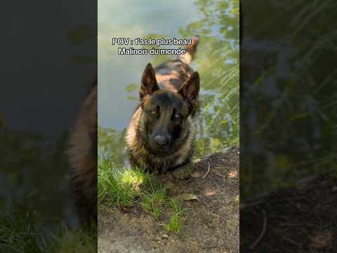 Difficile de faire plus beau quand même 😬 #malinois #ades #chien thumbnail