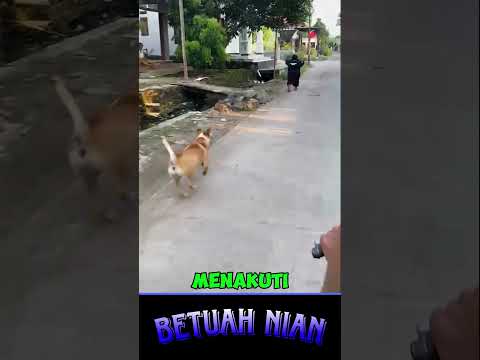 iseng banget buat bocil gemoy teriak histeris karena takut anjing thumbnail