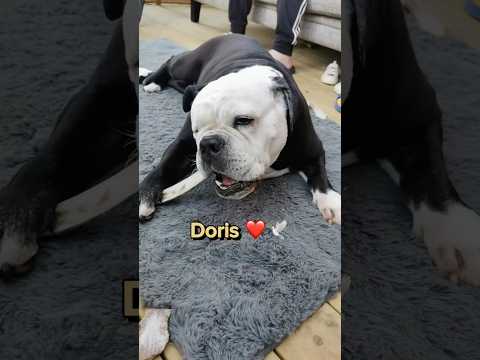 Reklam för min killes app Chewie: Chow Time ❤️ Fina fina Doris 🕊️ #mobilspel #app #chewiechowtime thumbnail