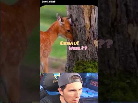 Was sagst du wenn dir Jemand sagt DU BIST FETT? thumbnail