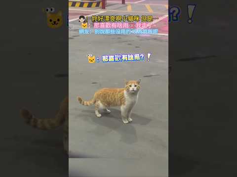 ??：妳好漂亮啊小貓咪?但是… ?：那喜歡有啥用❓我走了… 網友：咪說再見 我要繼續流浪了? #cat #cute #shorts #cutecat #catvideos thumbnail