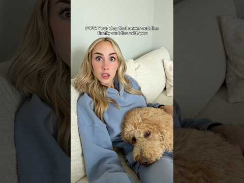 Nobody move. Better yet.. nobody breathe #dogs #dogcomedy thumbnail