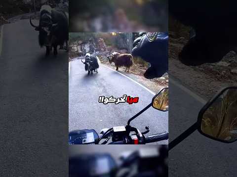 درّاج عالق بين ثورَي ياك غاضبين! Credit: sfnahmed_96/IG thumbnail
