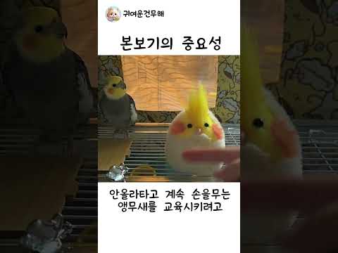 본보기의 중요성 #앵무새 #훈련 thumbnail