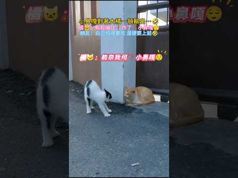 小鼻嘎對著大橘一頓輸出💥❗ 🐱：輕鬆繃住~咋了🤔❓小鼻嘎😏 網友：明明怕得要死 還硬要上前🤣 #cat #cute #funnyshorts #funny #shorts thumbnail