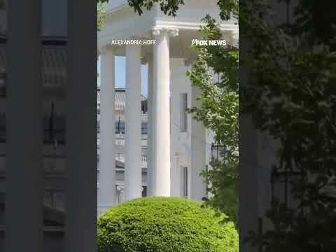 Bees SWARM White House press area #foxnews #news #us #fox thumbnail