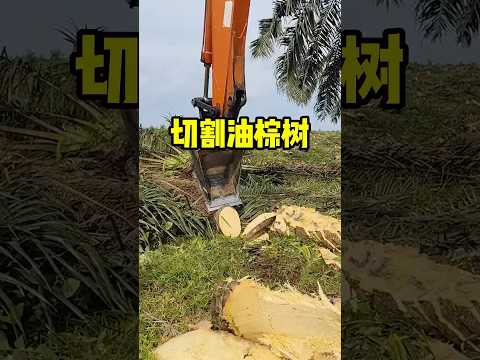 切割油棕树！ #趣闻 #有趣 #科普 #全球看点 thumbnail