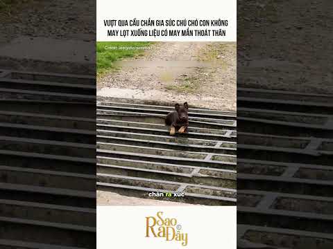 VƯỢT QUA CẦU CHẮN GIA SÚC CHÚ CHÓ CON KHÔNG  MAY LỌT XUỐNG LIỆU CÓ MAY MẮN THOÁT THÂN thumbnail