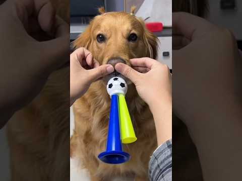 tatlı köpek 😂❤️ #shorts thumbnail