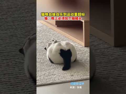 貓咪自娛自樂到運動量超標，貓：晚上必須加個貓罐頭。 thumbnail