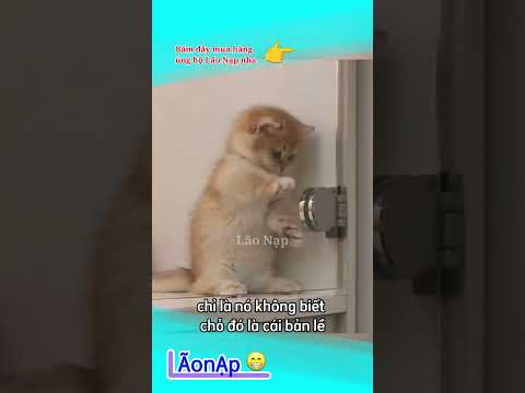 Nỗ lực bền bỉ ? #laonap thumbnail