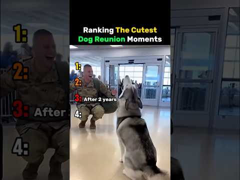Ranking The Cutest Dog Reunion Moments #dog thumbnail