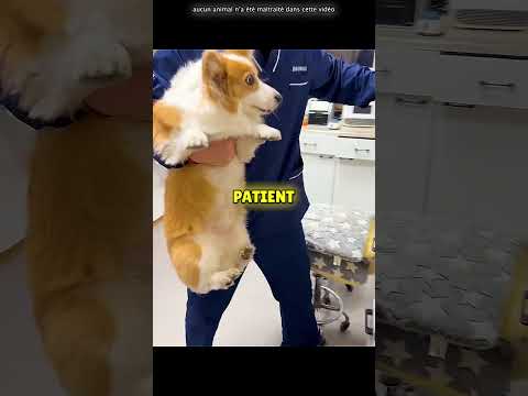 Ce Chien N’aime Pas Son Docteur ??‍⚕️ #shorts thumbnail