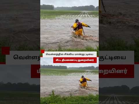வெள்ளத்தில் அடித்துச் செல்லப்பட்ட மான் குட்டி பத்திரமாக மீட்பு thumbnail