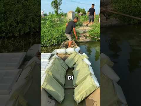 LEMPAR ES BALOK KE EMPANG⁉️ thumbnail