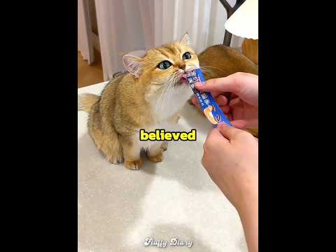 This owner pranked his cats ??? thumbnail