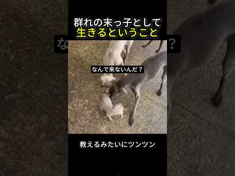 猟犬の群れで末っ子として生きるということ thumbnail