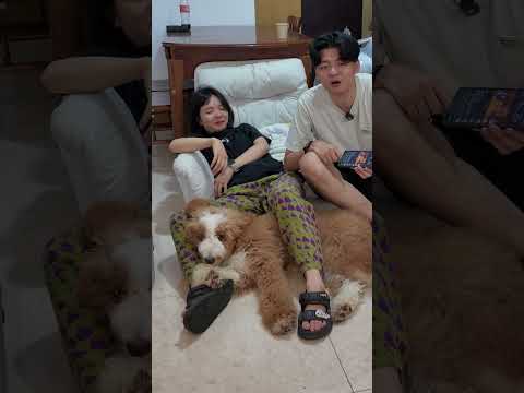 狗狗聽了就會快樂的歌？擡走自己賺錢養自己啦！- 狗狗快樂歌 thumbnail