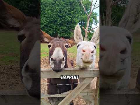 The emotional donkey#animals #funnyanimal #funny #cute #donkey thumbnail