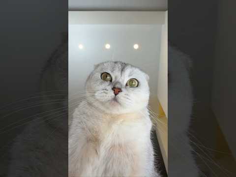 ? #cat thumbnail