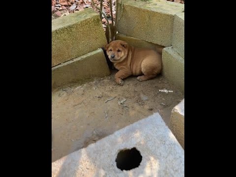 Where is the neck? Where did it go? Chinese pastoral dog puppy. Pastoral dog puppy. thumbnail
