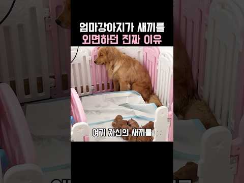 엄마강아지가 새끼를 외면하던 진짜 이유 thumbnail