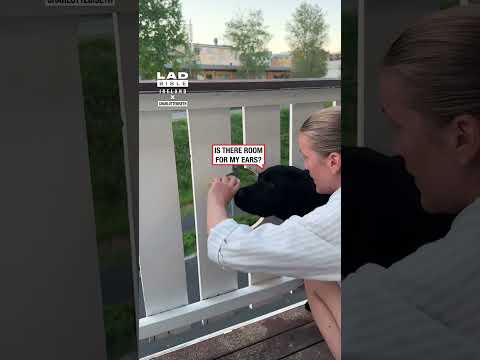 When Your Dog Loves To People Watch 👀😂 thumbnail