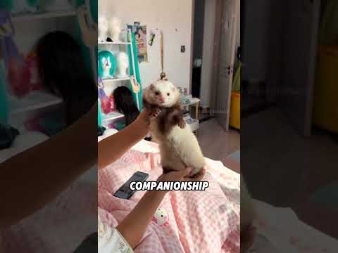 If a ferret places its kits in your hands,please,under no circumstances,ignore them#ferret #animals thumbnail