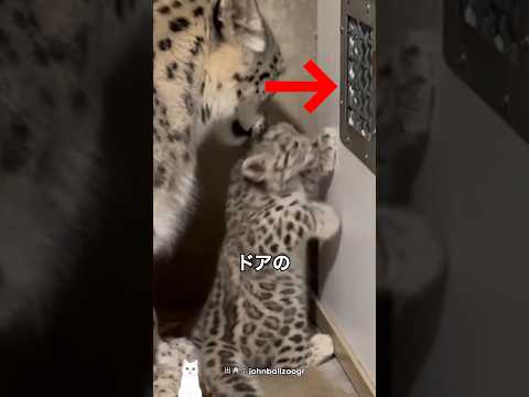赤ちゃん猛獣の生き方 thumbnail