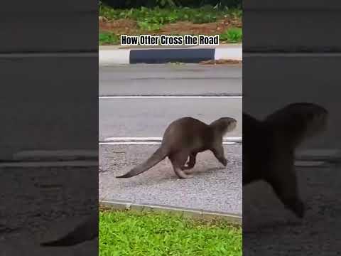 Stop before Otter Cross the Road #otter #otters #funnyanimals #sgwildlife thumbnail