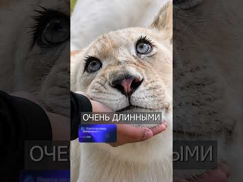 Львица с РЕСНИЦАМИ, как После Салона thumbnail