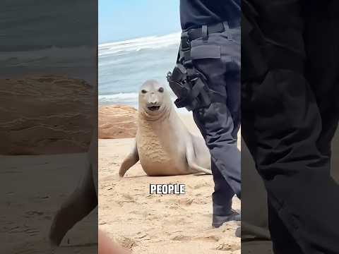Funny seal #animals #animallife #cute #shorts #viral thumbnail