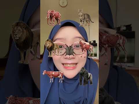 AYO PILIH KULIT thumbnail