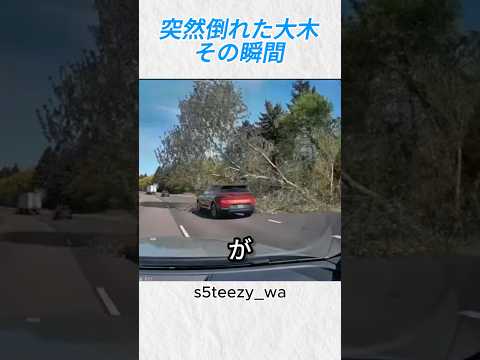 突然倒れた大木、その瞬間。@s5teezy_wa#shorts thumbnail