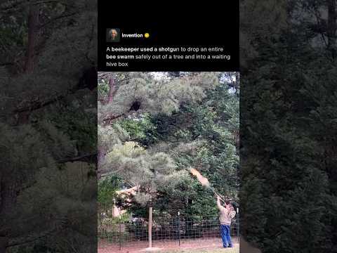 Shotgun Bee Swarm Removal 🐝 thumbnail