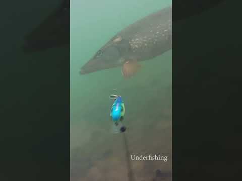 This pike won’t give up thumbnail