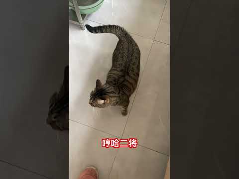 哼哈二将 #cat #喵哥是萌新 thumbnail