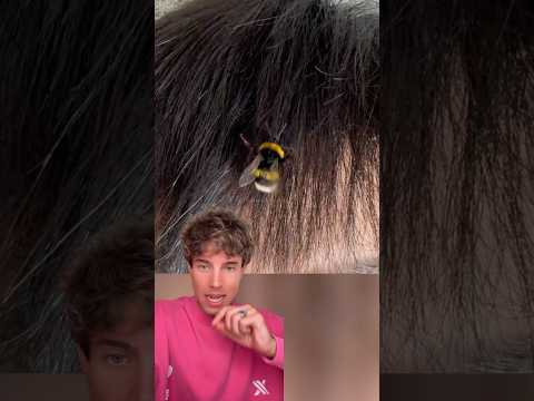 Su abeja es su mascota thumbnail