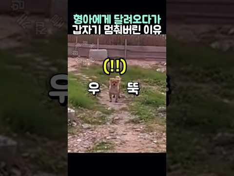 온 힘을 다해 형아에게 달려오다가 갑자기 멈춰버린 이유 thumbnail