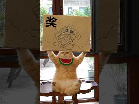 The First Cat Racing Competition. #exlittlebeans #funnycats #funnyvideo thumbnail