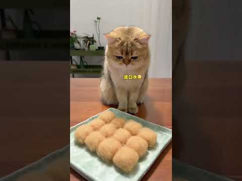 【牛奶是只猫】老板来份霉豆腐，少放猫毛 thumbnail